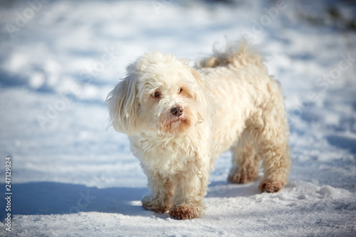 Havanese dogs in the snow © Vista Photo