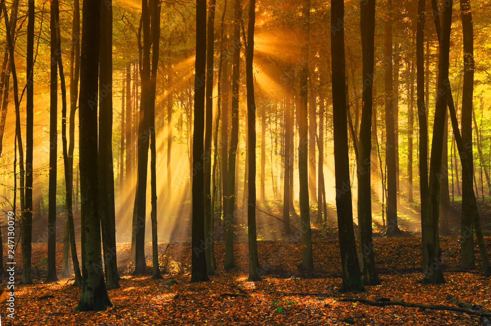 Fototapeta Promienie słońca w lesie