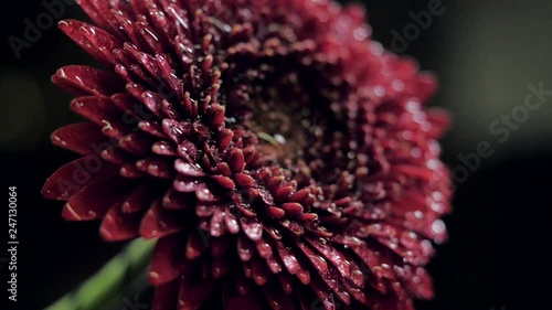 closeup fresh plant petal layers covered with water drops photo