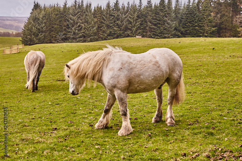 Caballo Escoc  s. Caballo blanco con pelo largo en una pradera extensa verde.  Scottish horse White horse with long hair in a green wide meadow.