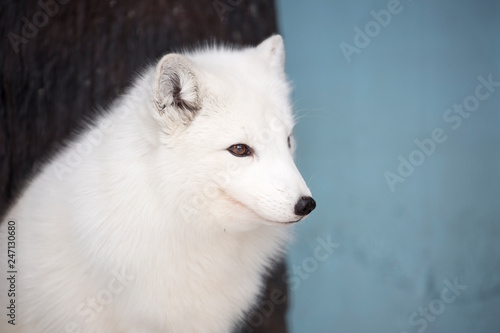 Arctic Fox, or polar Fox. It is a small predatory animal resembling a Fox. Arctic Fox is a resident of The far North, which is why he has such a warm, light and beautiful coat