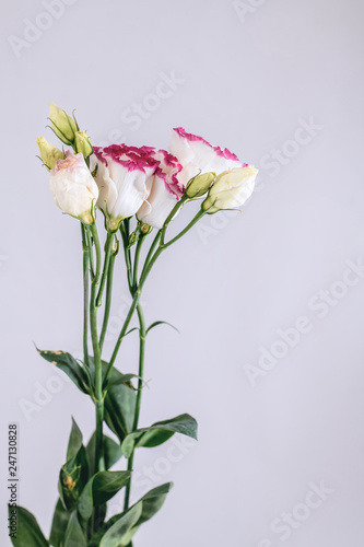 Lisianthus bouquet on isolated background