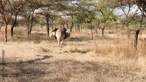 Ostrich walking at her own natural habitat in Ethiopia, tc01 photo