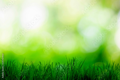 Green bokeh blurred shining light abstract background.