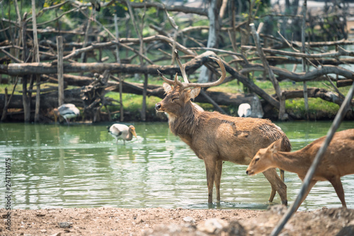 Rein deer with baby in pond photo