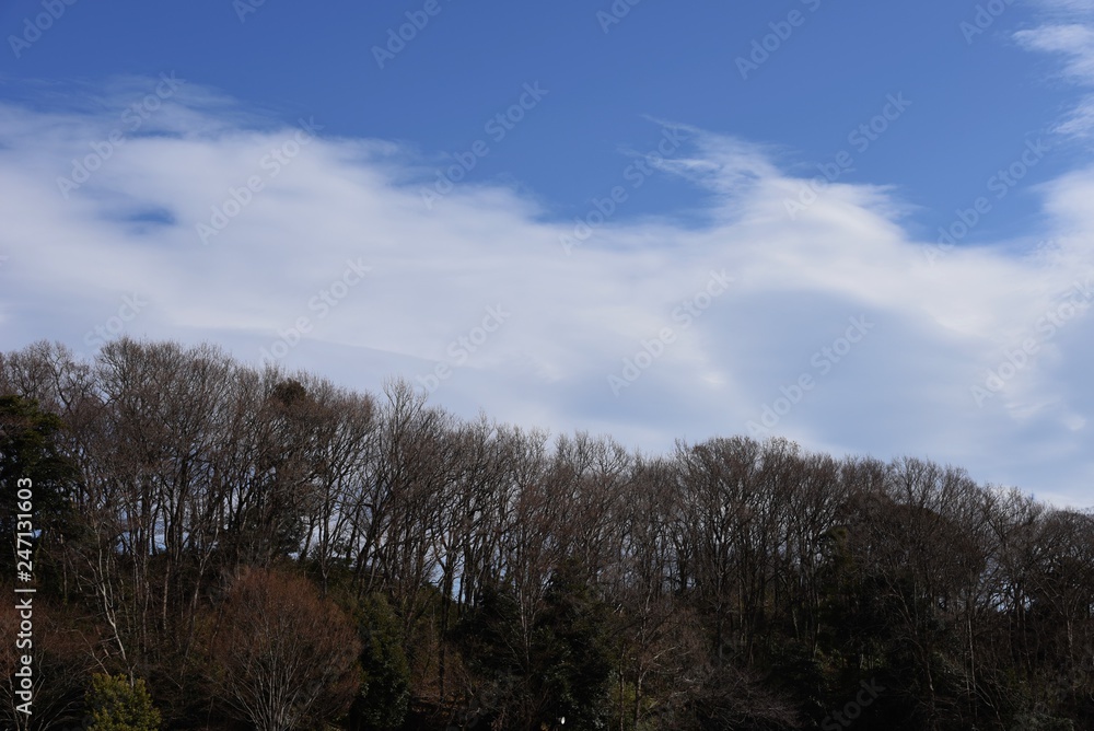 Wintertrees and the sky and clouds Wintertrees and the sky and clouds