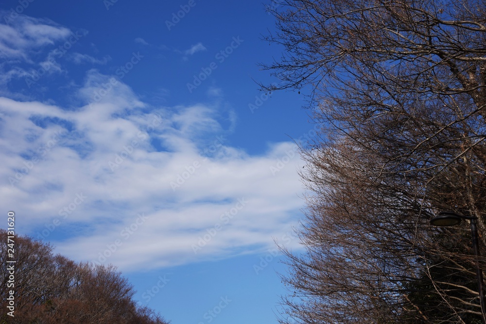 Wintertrees and the sky and clouds Wintertrees and the sky and clouds