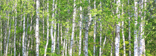 Fototapeta Naklejka Na Ścianę i Meble -  Beautiful birch trees with white birch bark in birch grove with green birch leaves