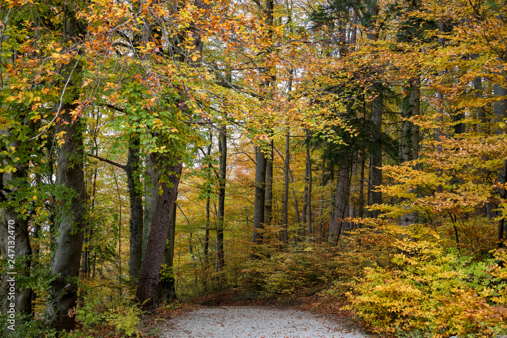 Herbstwald