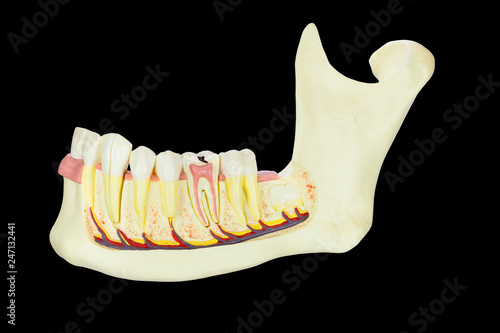 Model human jawbone with teeth on black background