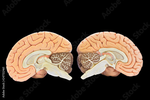 фотографія Models of two brain halves on black background