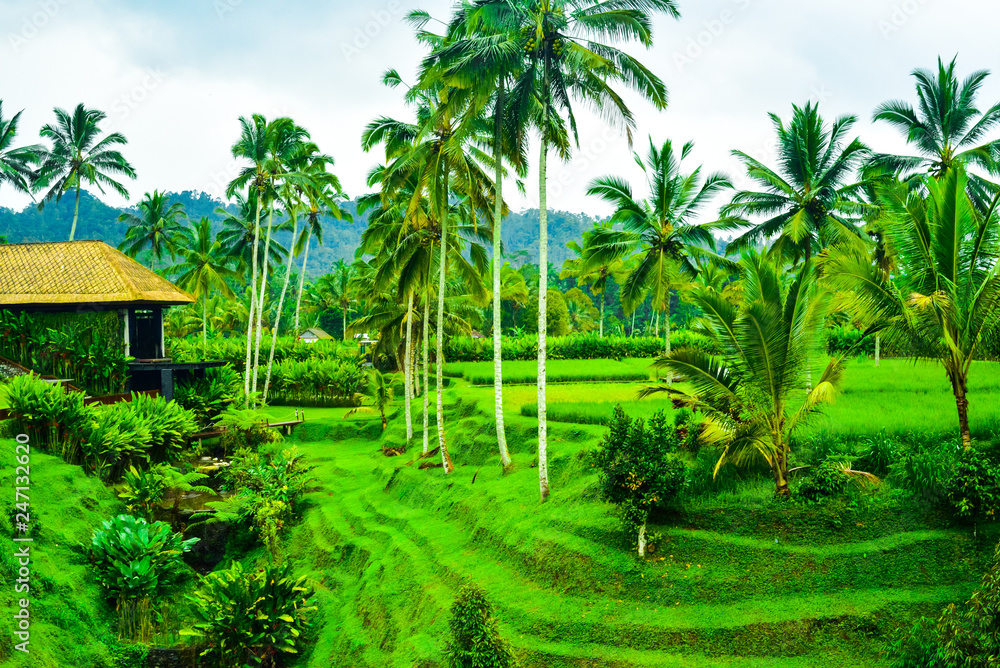 Obraz premium Green rice field terrace view with rice, tree, plantation for travel destination for school family holiday in the spring summer in a remote island