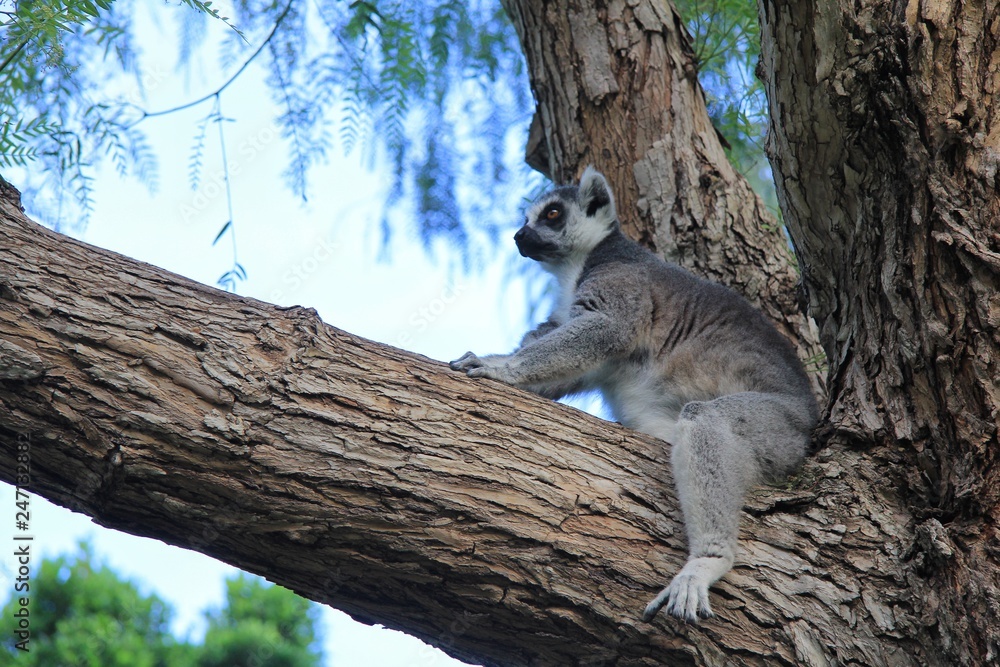 Obraz premium Lemur on a tree