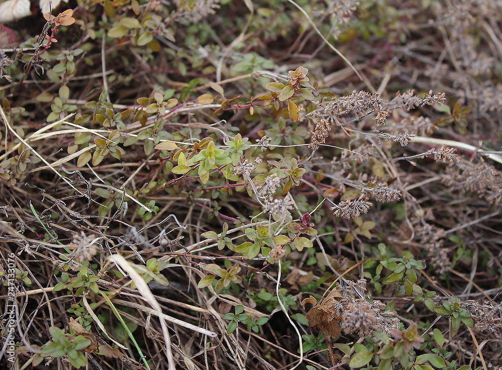 Dry plants texured Dry plants texured