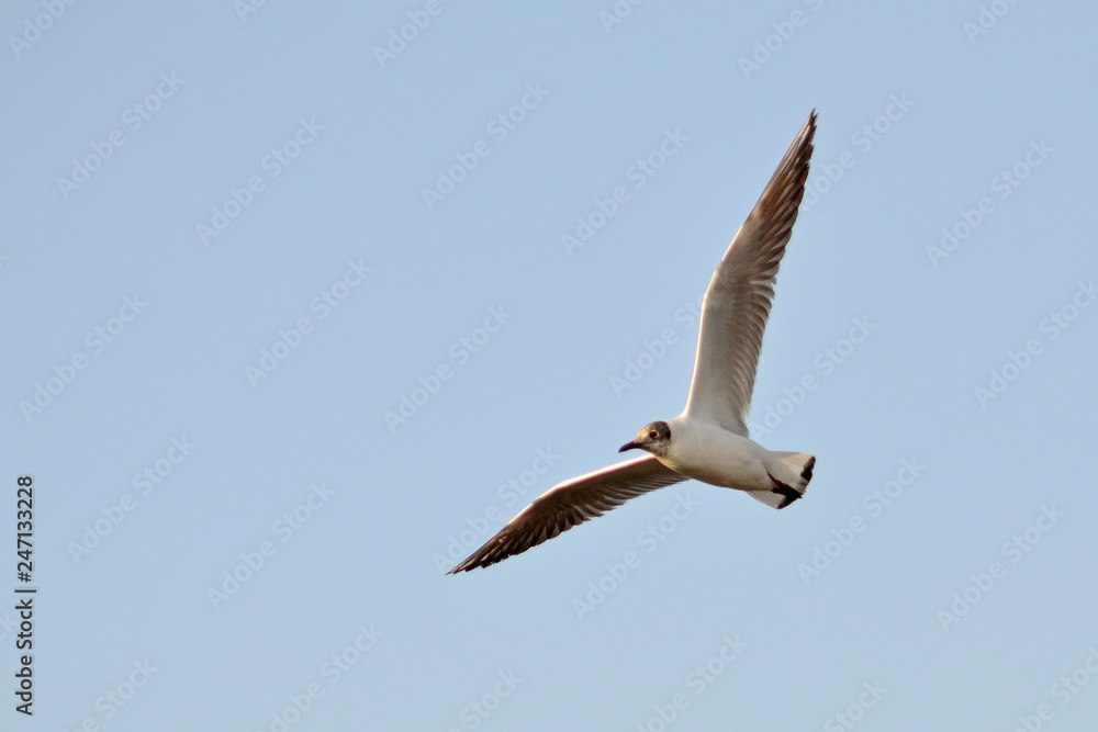 Black-headed Gull (Larus ridibundus), Greece Black-headed Gull (Larus ridibundus), Greece