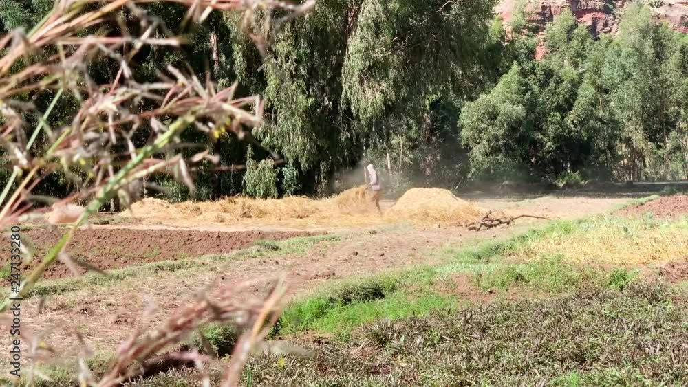 Making hay ready for the cattle to eat, tc01 Ethiopia December 2018 Making hay ready for the cattle to eat, tc01 Ethiopia December 2018