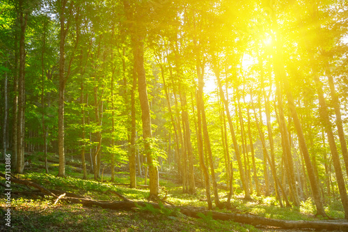 Fototapeta Naklejka Na Ścianę i Meble -  green forest in a rays of sparkle sun