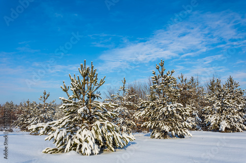 pine tree forest in a snow, natural winter scene