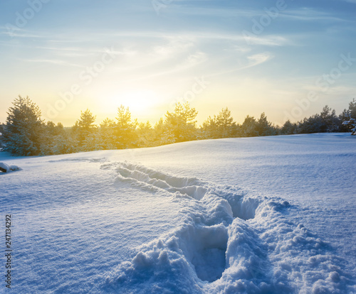 winter snowbound pine forest with human track at the sunset