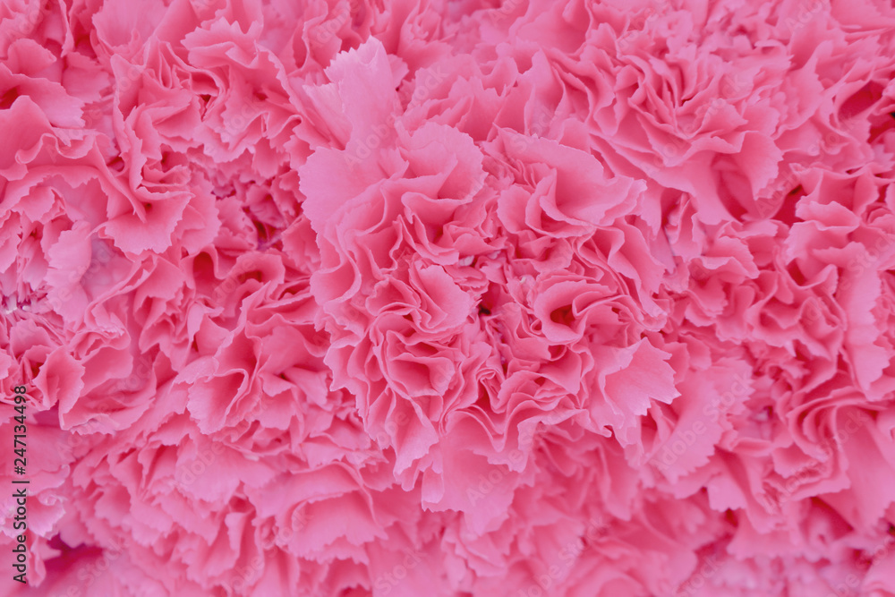 Top view pink carnation flower natural seamless patterns texture for wallpaper or background