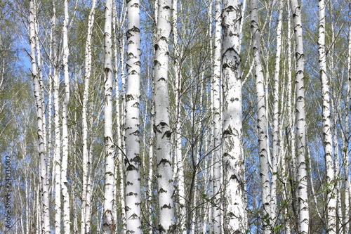 Young birches with black and white birch bark in spring in birch grove against the background of other birches