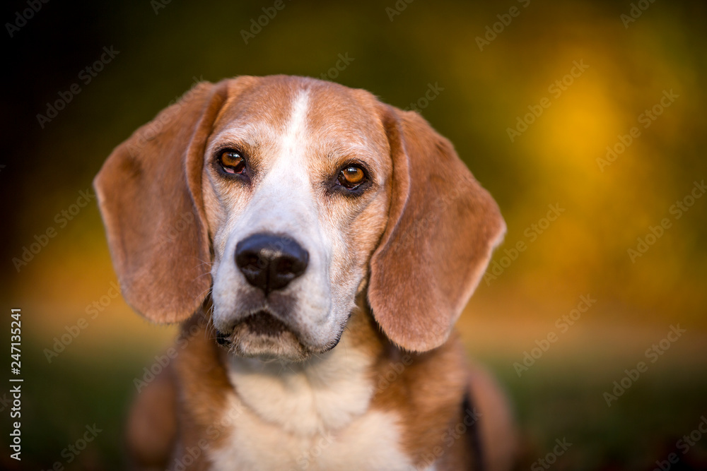 Portrait of a beagle dog Portrait of a beagle dog