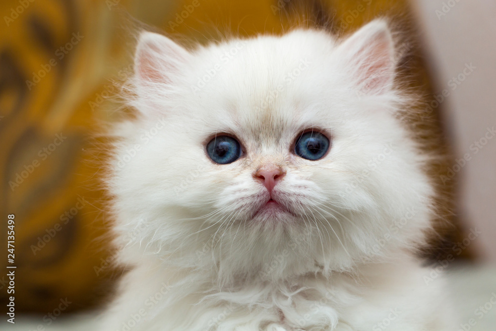 Portrait of a cute fluffy white British long-haired kitten, head of a white kitten close-up