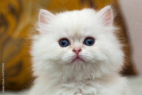 Portrait of a cute fluffy white British long-haired kitten, head of a white kitten close-up