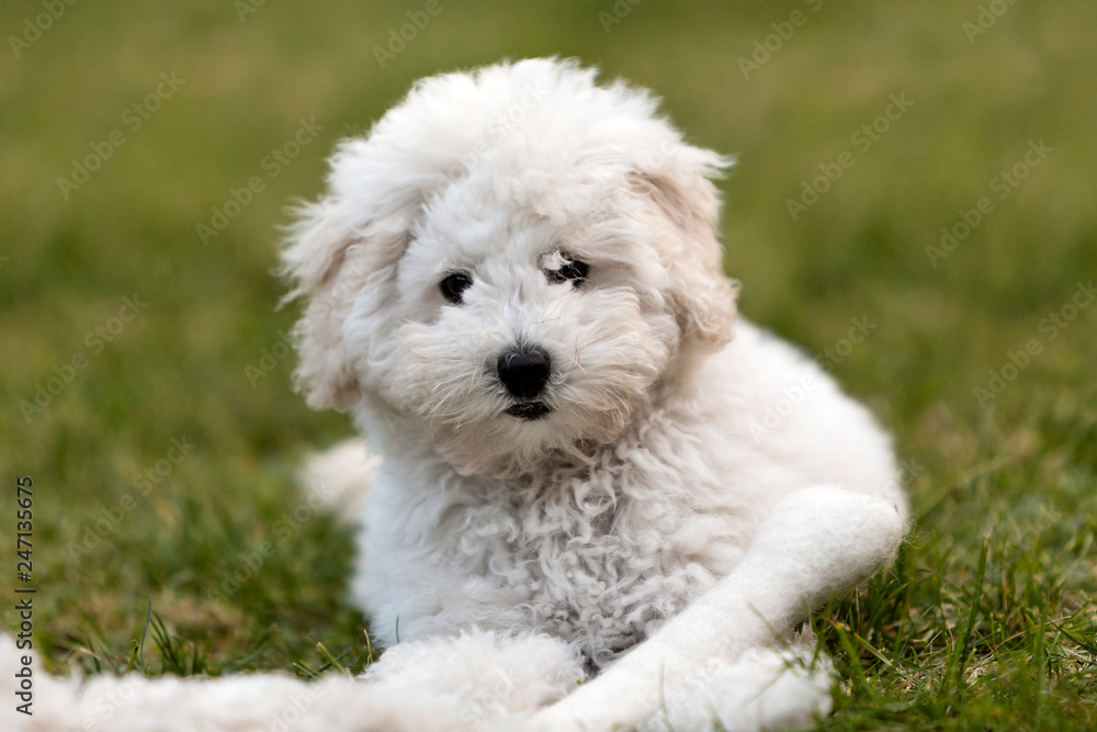 Portrait of a white Poodle puppy