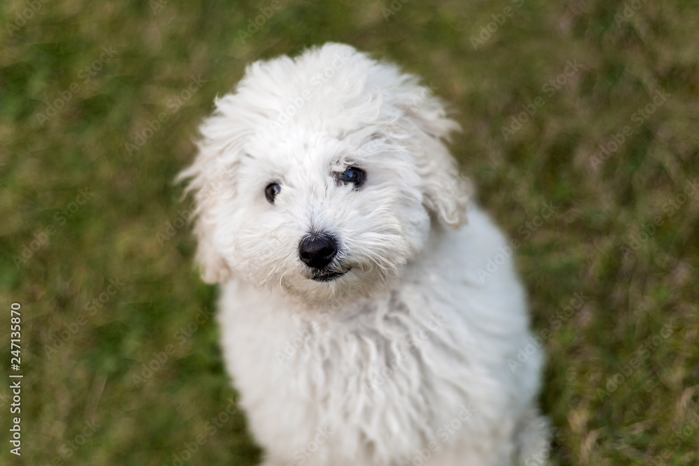 Portrait of a white Poodle puppy Portrait of a white Poodle puppy