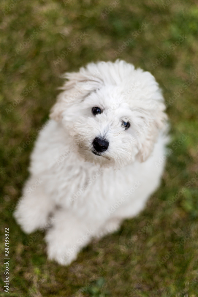 Portrait of a white Poodle puppy