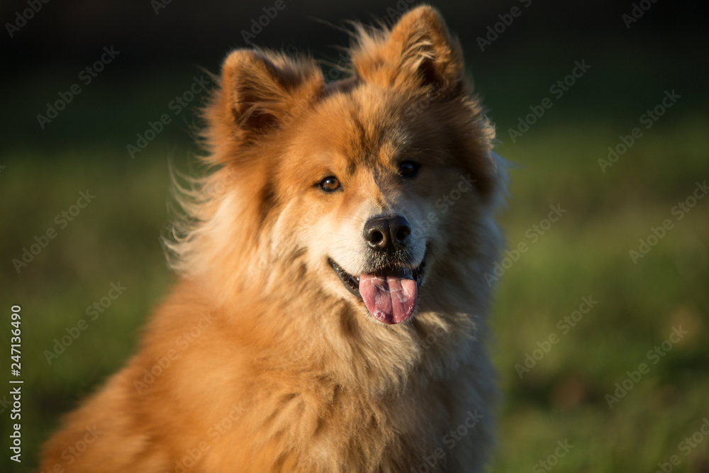Eurasian dog