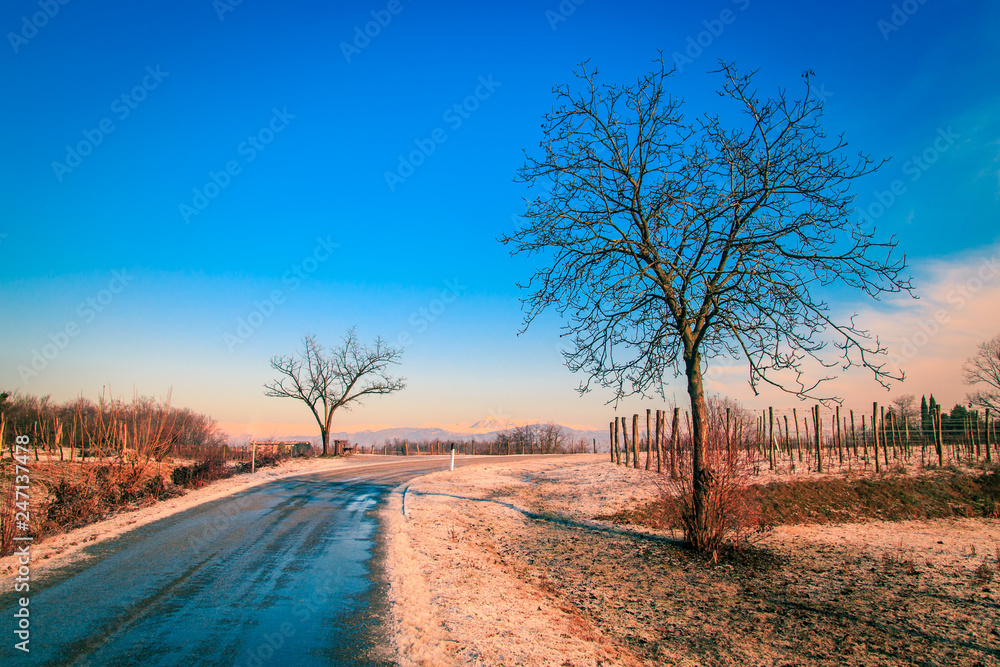 Fototapeta premium snowy morning in the vineyard