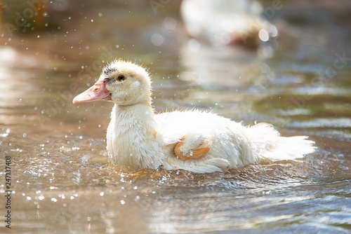 Little indoda in the pond close-up on a Sunny summer day photo