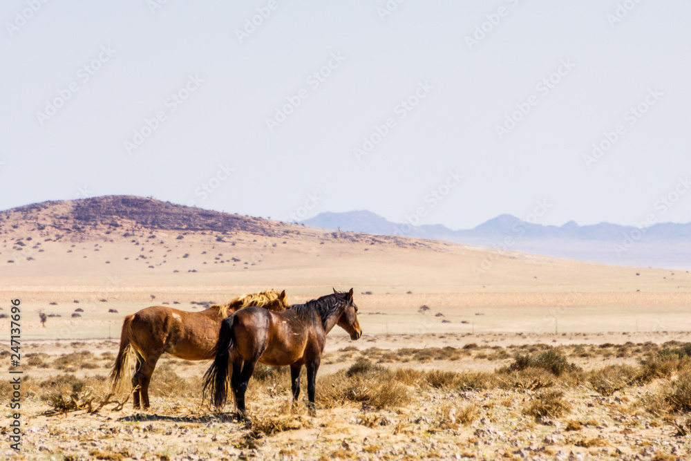 Two wild horses in garub desert. Seen during safari tour at Namibia, Africa.