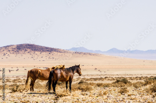 Two wild horses in garub desert. Seen during safari tour at Namibia  Africa.