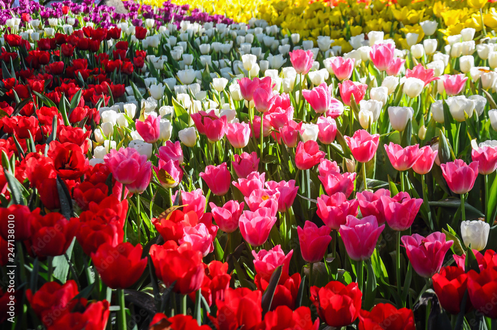 Colorful tulips lit by sunlight