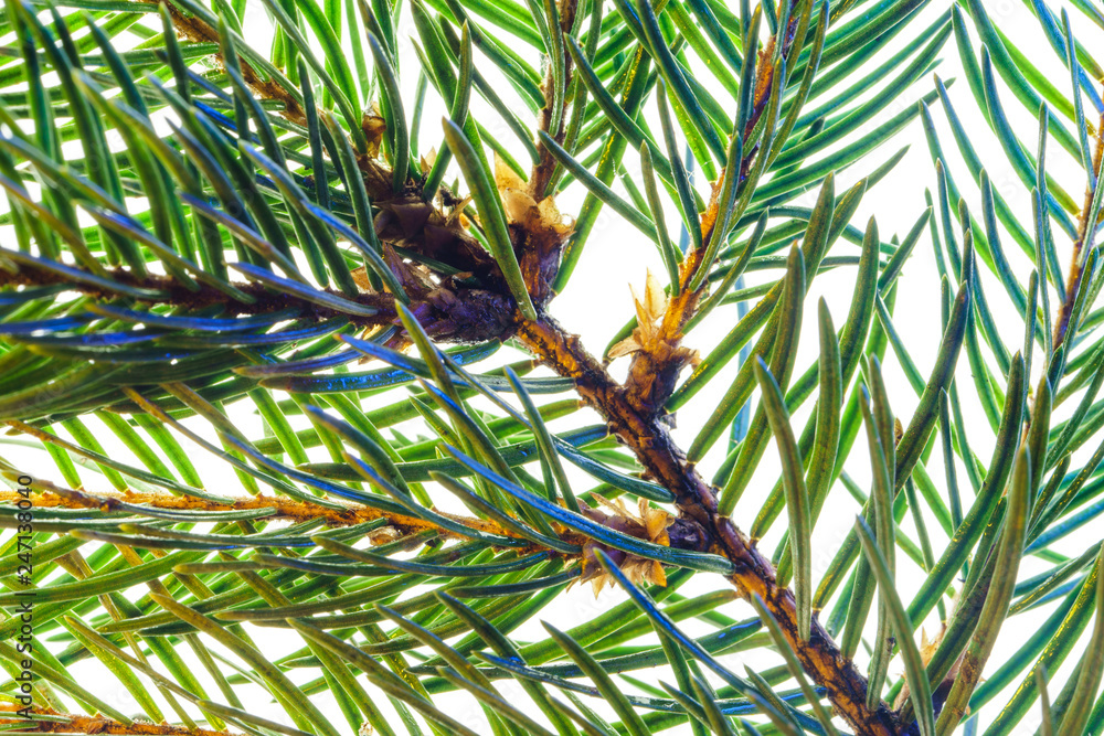 Obraz premium Fir branch on white background macro