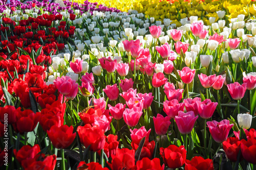 Colorful tulips lit by sunlight
