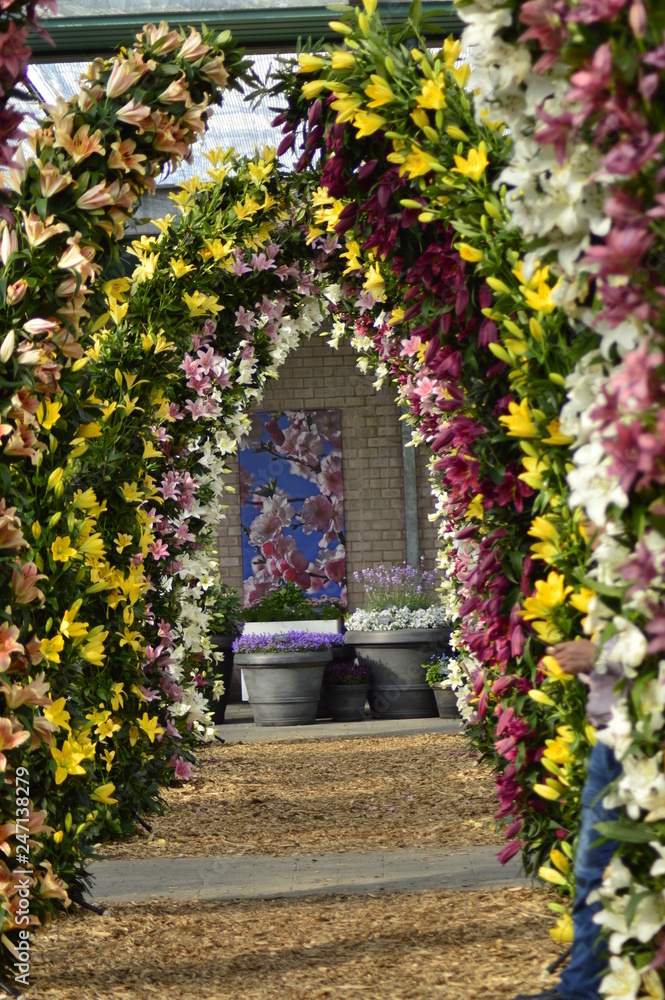 Fototapeta premium flowers in the garden