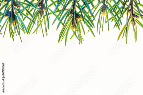 Fir branch on white background macro. Advertising background with empty space for text. Abstract Background From Fir Twigs.