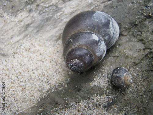snails on the beach