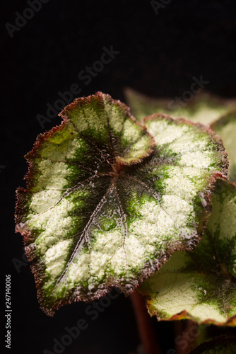 Begonia Rex (Silver Circle)