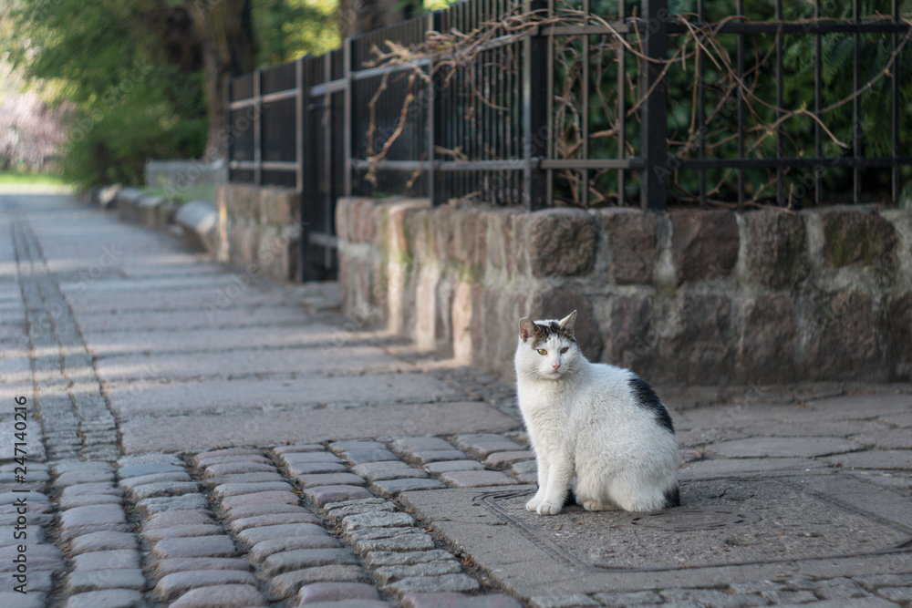 street cat - cat sitting on the street in the city street cat - cat sitting on the street in the city
