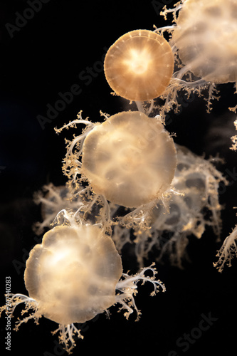 Cassiopea jellyfish photo