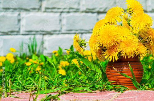 The first spring dandelions flowers in an earthenware vase on a background of green grass and brick wall background natural
