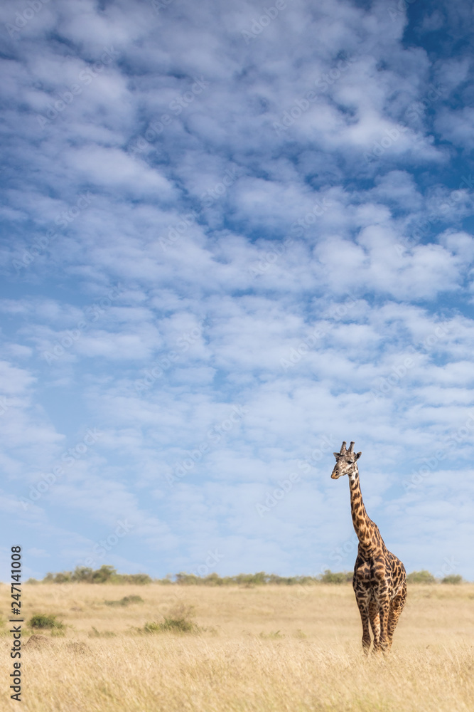 Fototapeta premium Giraffe standing in the long grass of the Masai Mara