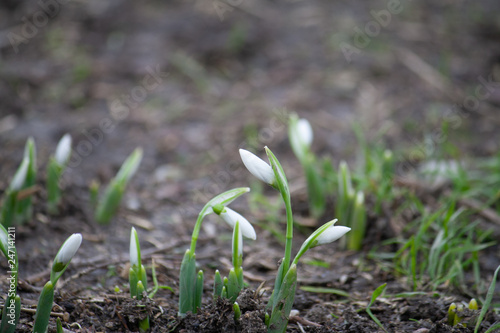 First snowdrops of the year © Miki Be