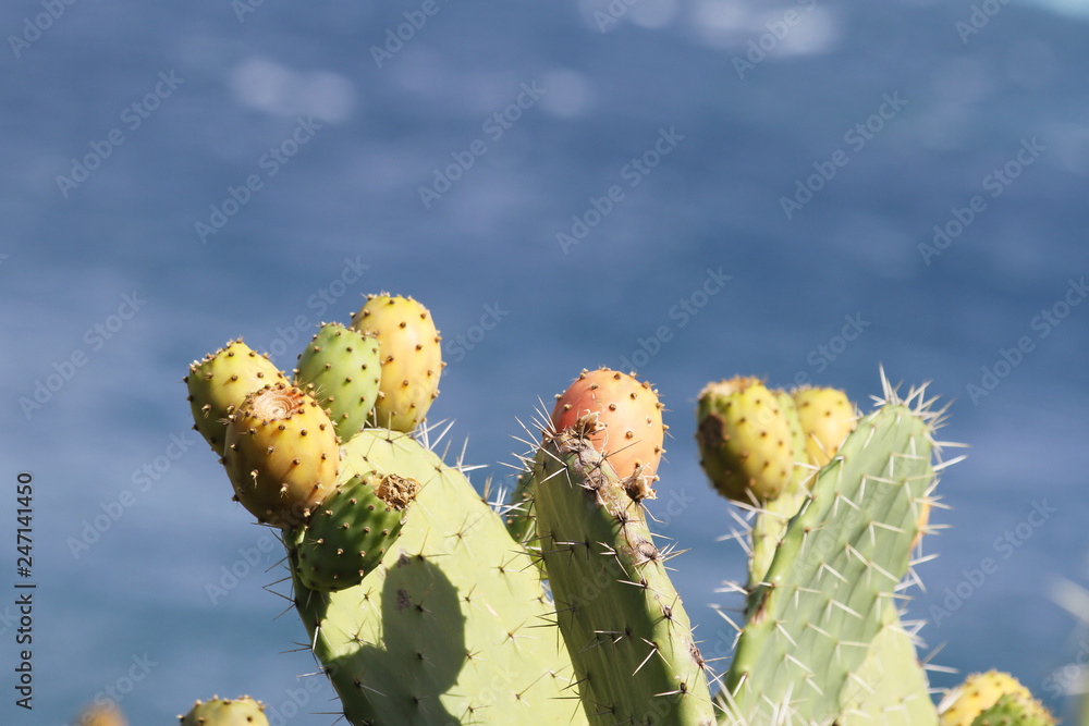 Prickly pear cactus with fruits called also Opuntia, ficus-indica, Indian fig opuntia or barbary fig, growing near to the sea in the summer time. Fruits of prickly pear cactus. Prickly pear cactus with fruits called also Opuntia, ficus-indica, Indian fig opuntia or barbary fig, growing near to the sea in the summer time. Fruits of prickly pear cactus.