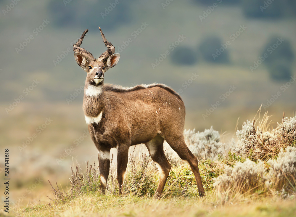 Close up of a Mountain Nyala standing in the grass Close up of a Mountain Nyala standing in the grass